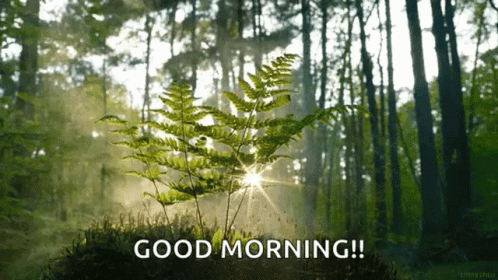 MorningSunshineGIF.gif