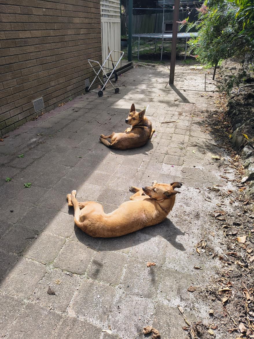 Post Your Pets