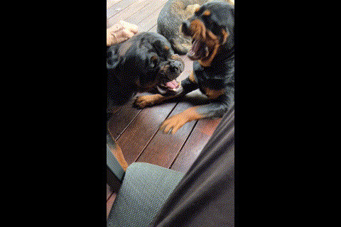 Biggest of mates they were.. Poor Zeus hyperventalited his stress a whole night after we sold Zeta.