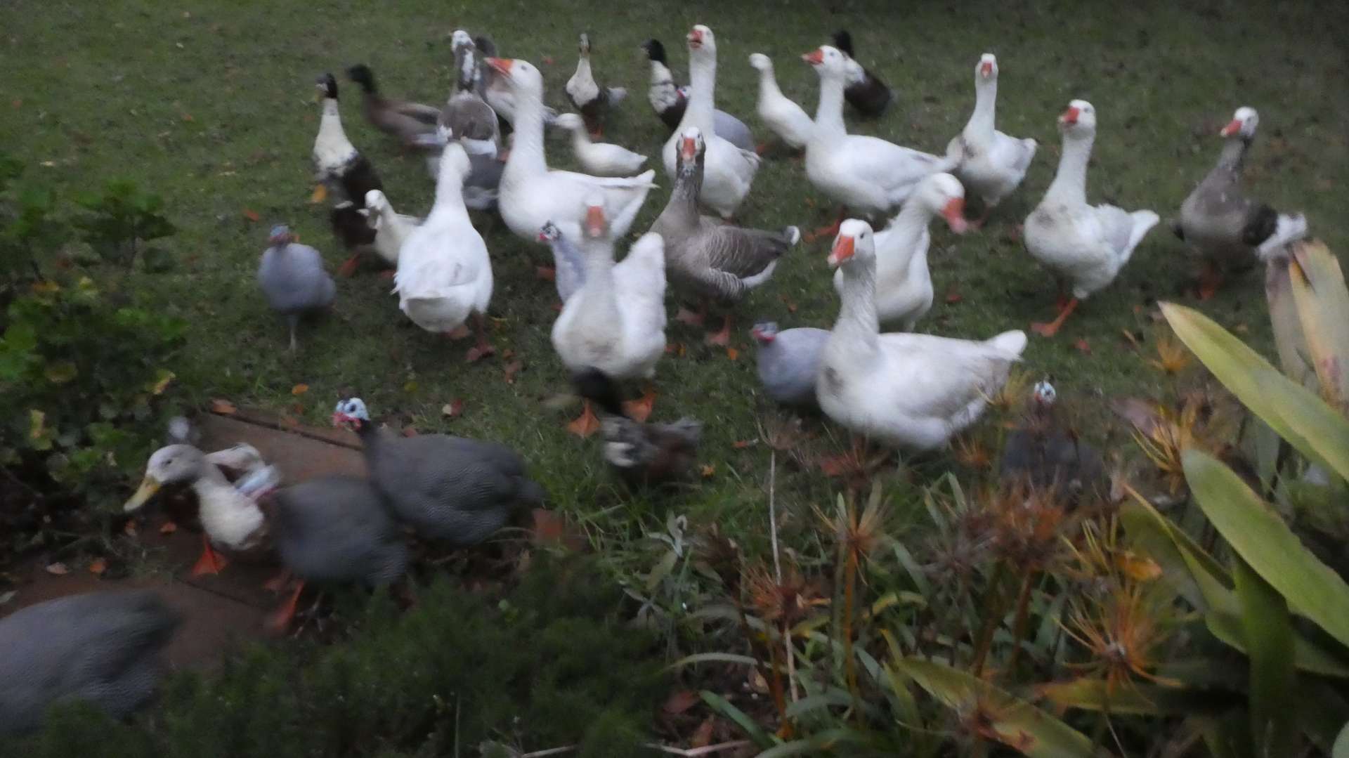 My wife's birds protesting me asleep at 6:30am