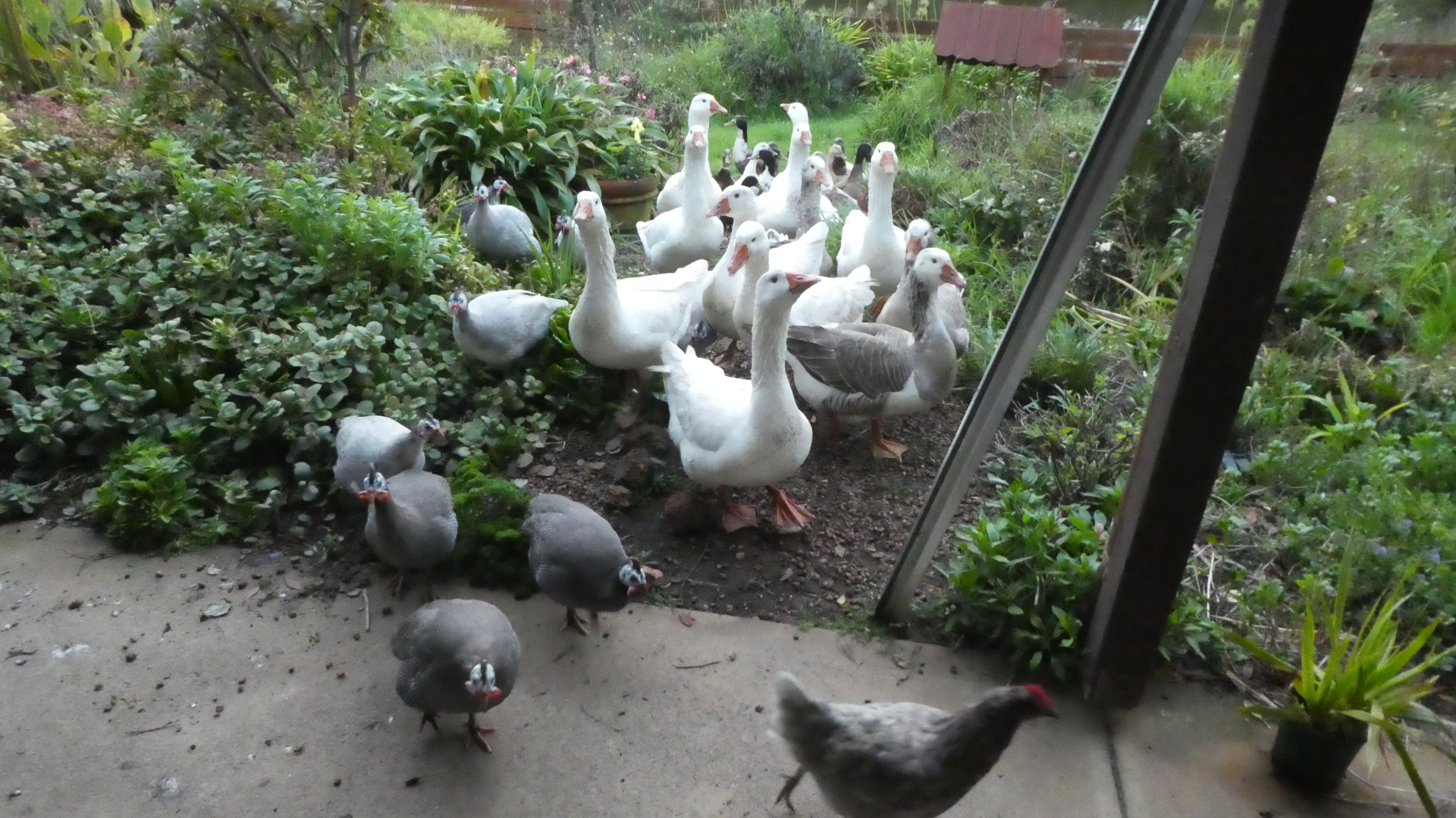 Wife gone yet her birds still messing all around my dwelling place!